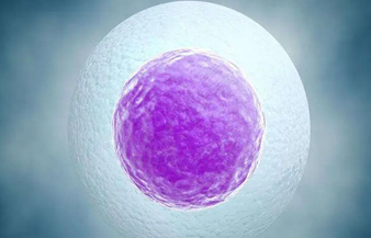 精子卵子结合过程