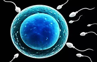 精卵结合形成胚胎