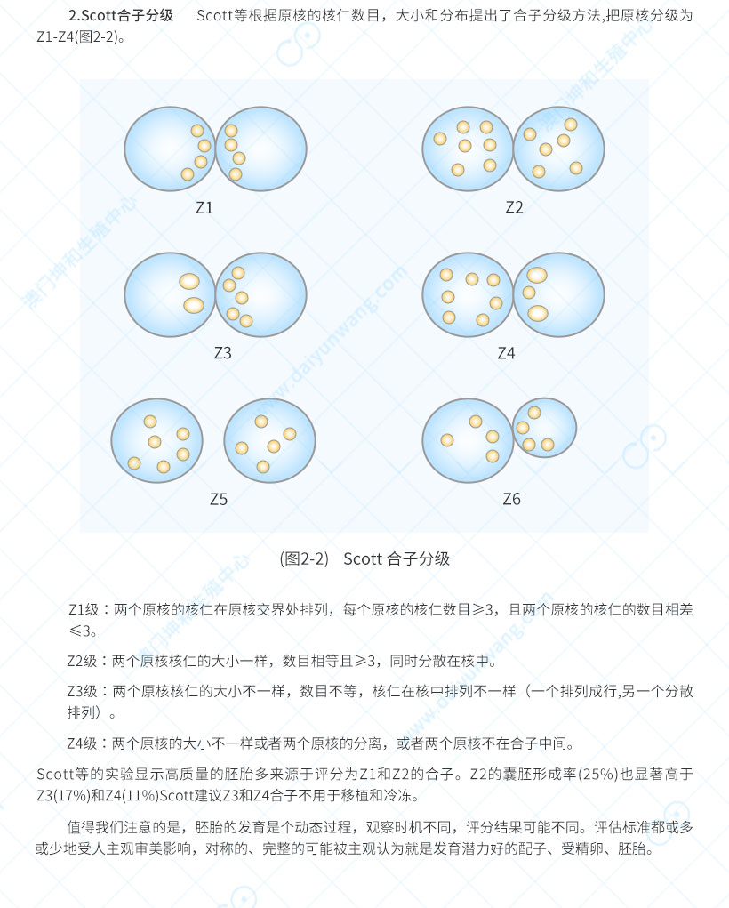 试管婴儿受精评估_03.jpg