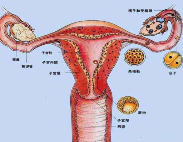子宫切除会影响试管婴儿成功率吗_国内上海|广州|武汉代生怀孕公司